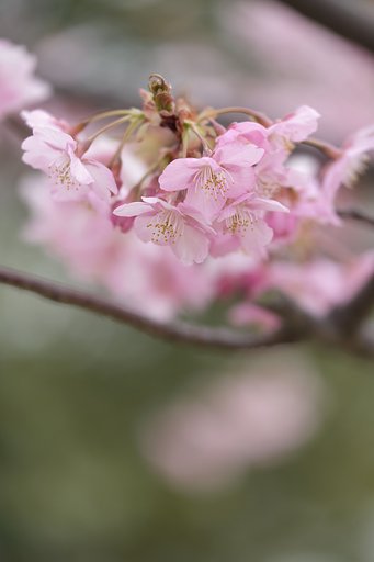 河津桜