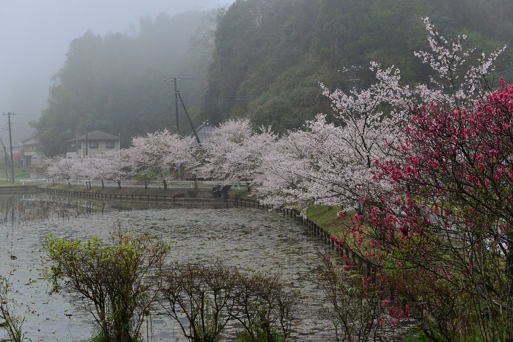 桜