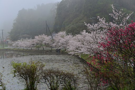 4月6日の写真