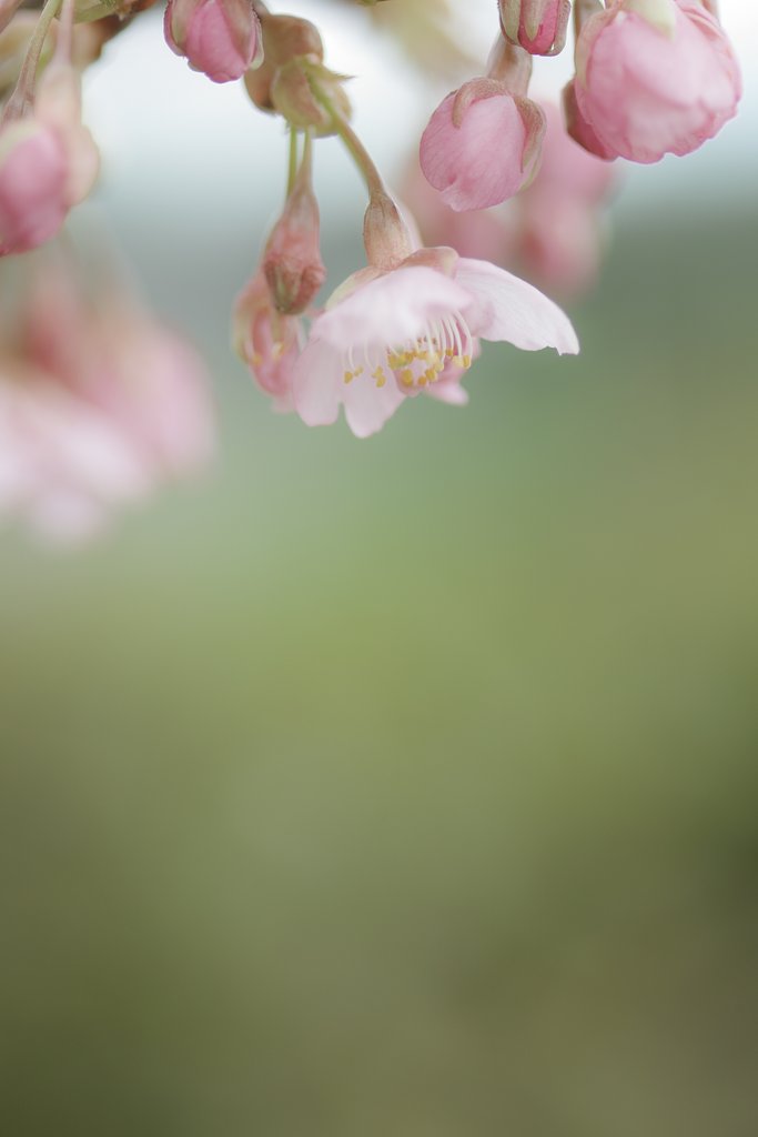 河津桜