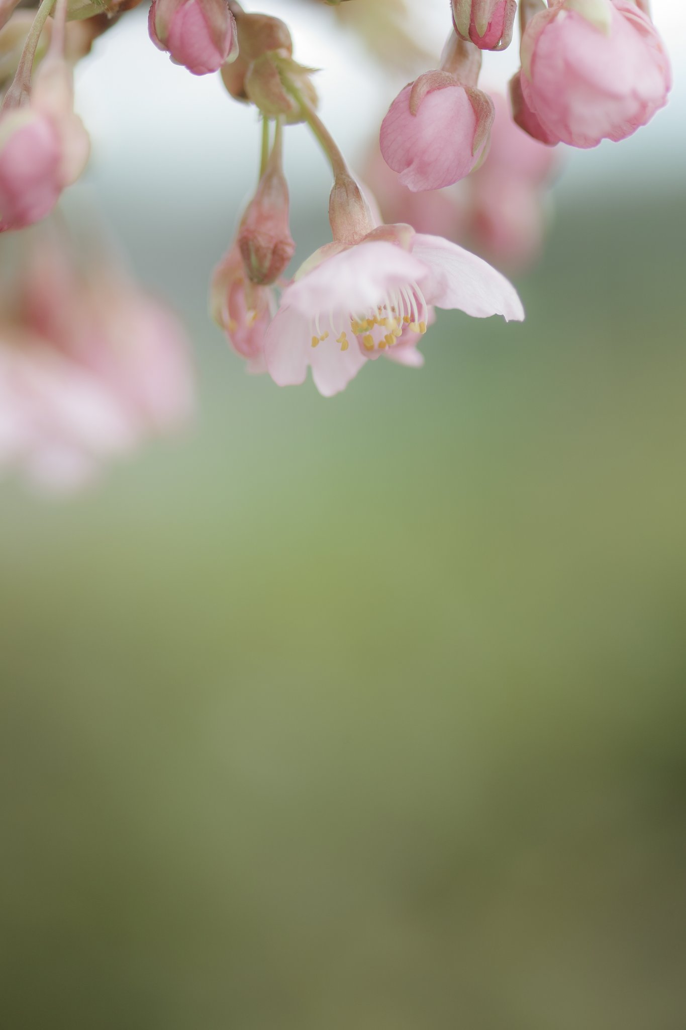 河津桜