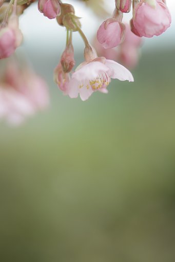 河津桜