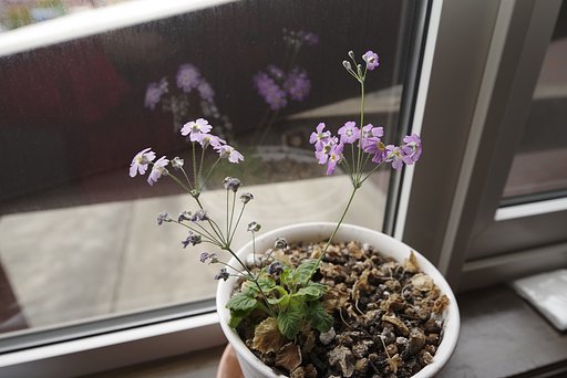 鉢の花