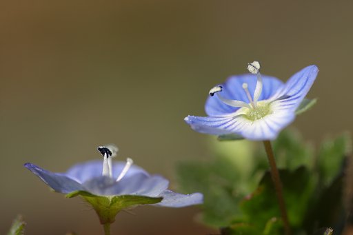 小さな春