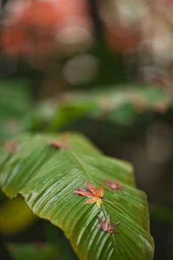 EF85 F1.2LⅡ