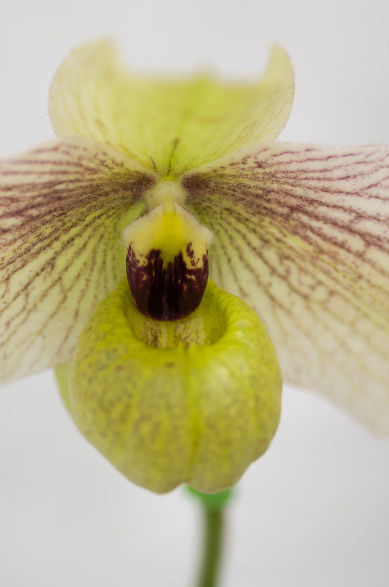 PENTAX-D FA MACRO 100mm F2.8