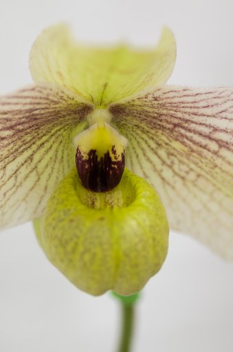 PENTAX-D FA MACRO 100mm F2.8