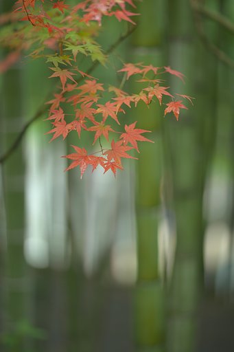EF85 F1.2LⅡ