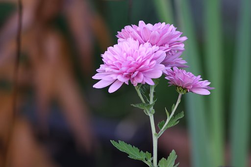 Canon  EF３00㎜ｆ/4 usm+tubeEF25　