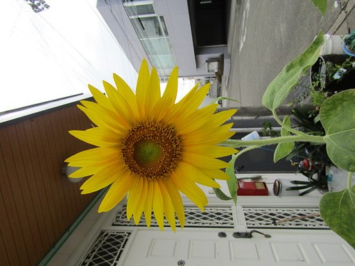ダリアみたいです