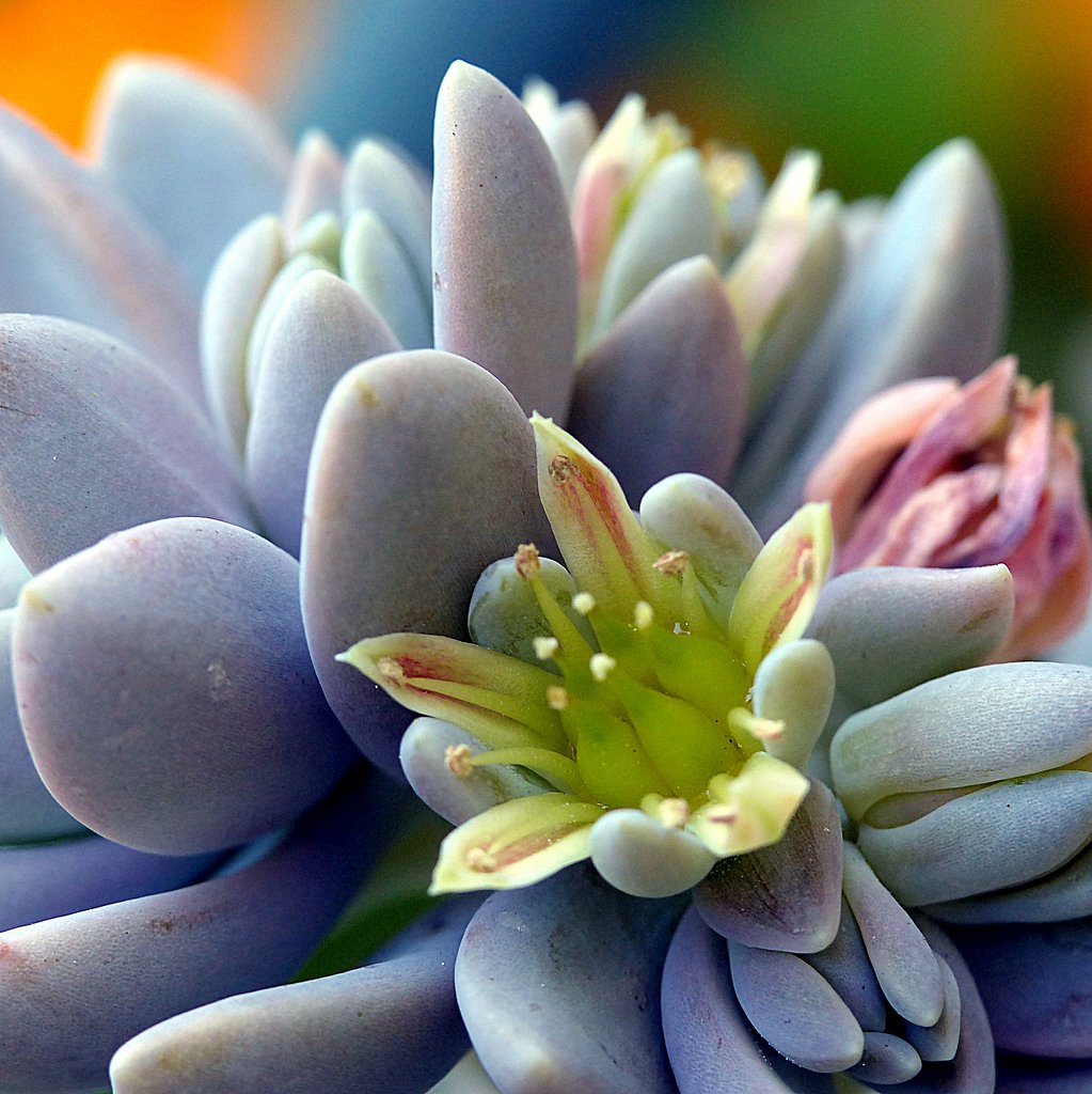 多肉植物の花
