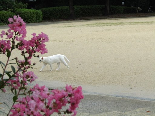 花&白い猫