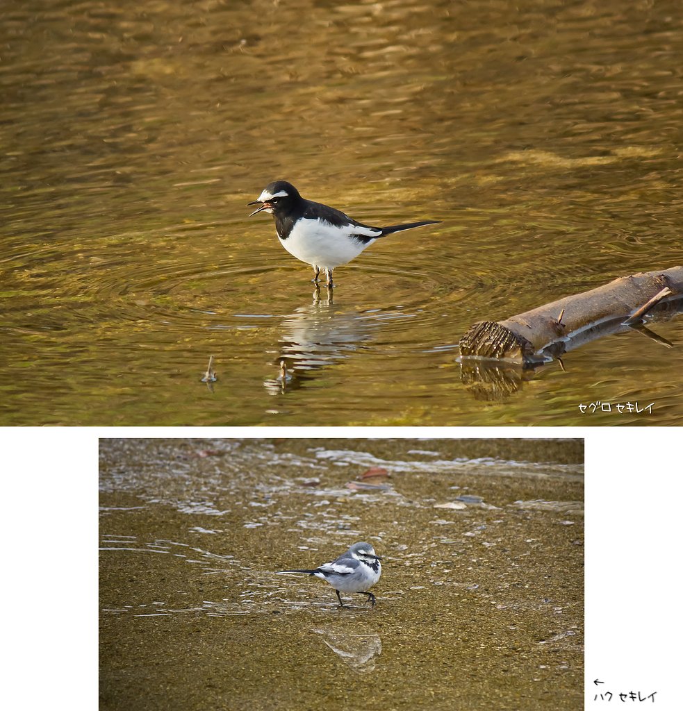 水辺のカワイイの