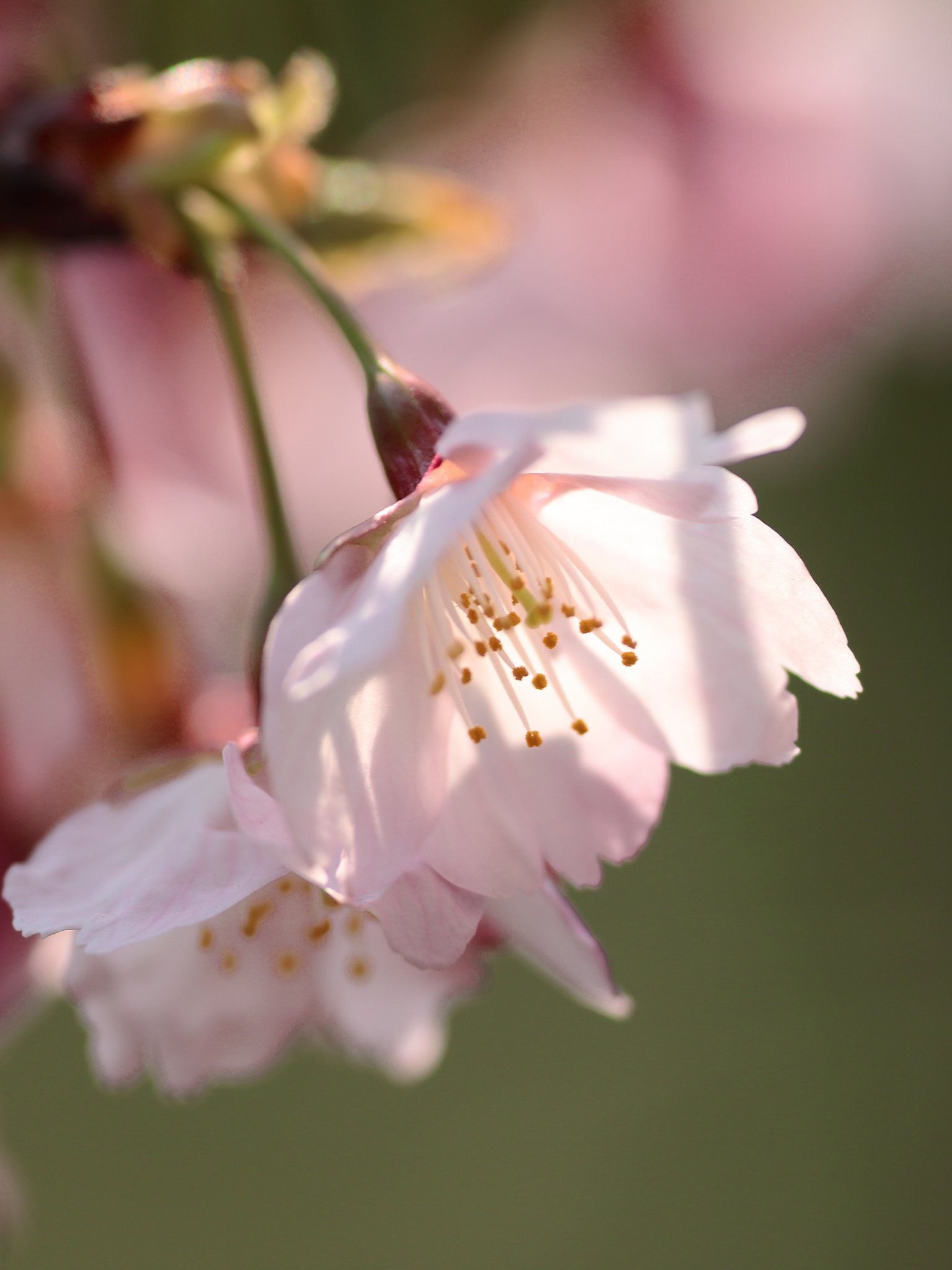 桜咲く縮景園