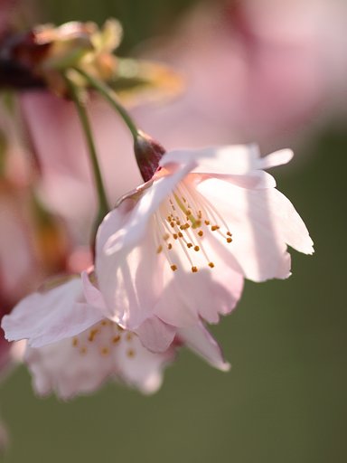 桜咲く縮景園