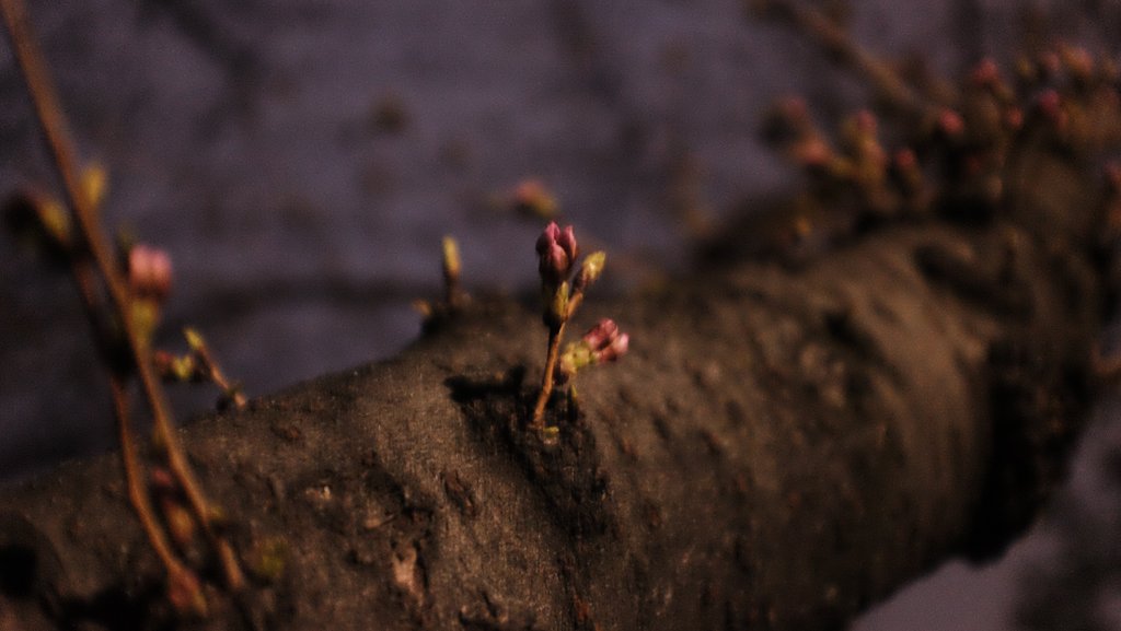 桜 蕾