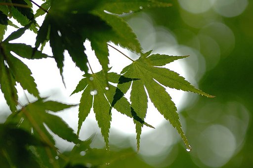 雨上がりに