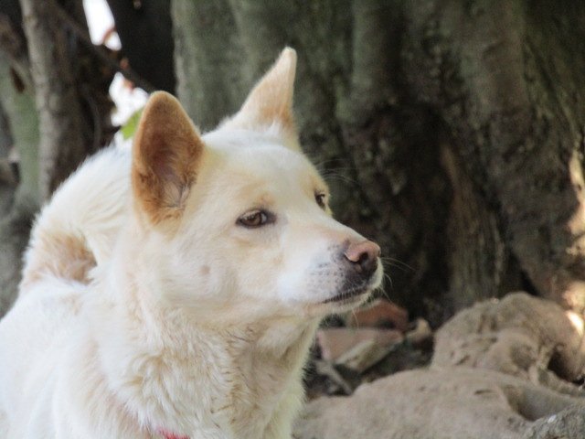 阿波八百八狸神社の番犬