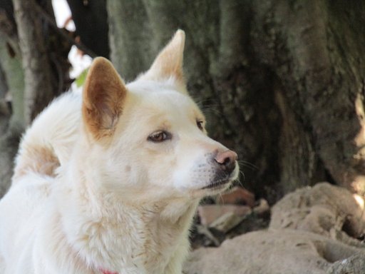 阿波八百八狸神社の番犬
