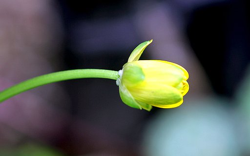 ヒメリュウキンカの蕾
