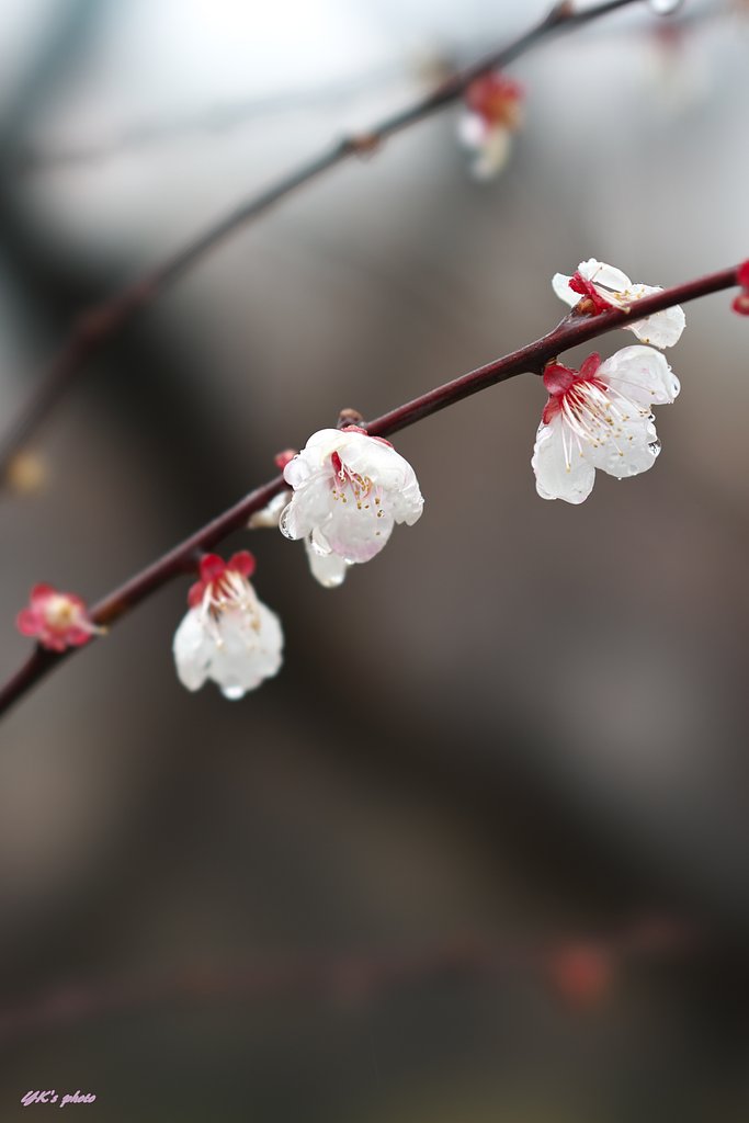 FE100mm F2.8 STF GM OSS