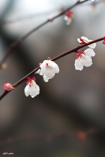 FE100mm F2.8 STF GM OSS