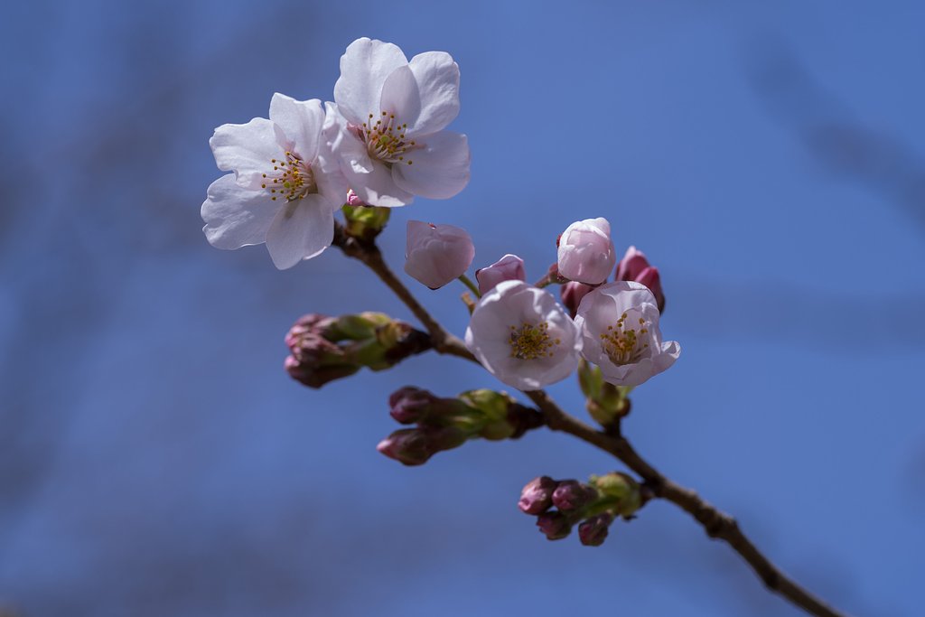 とりあえず開花！