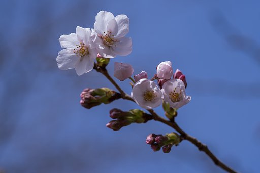 とりあえず開花！