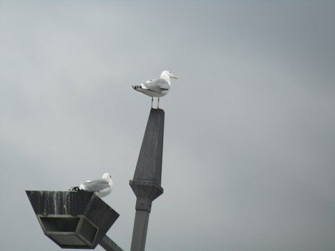 ナイスカップルは海鳥一家