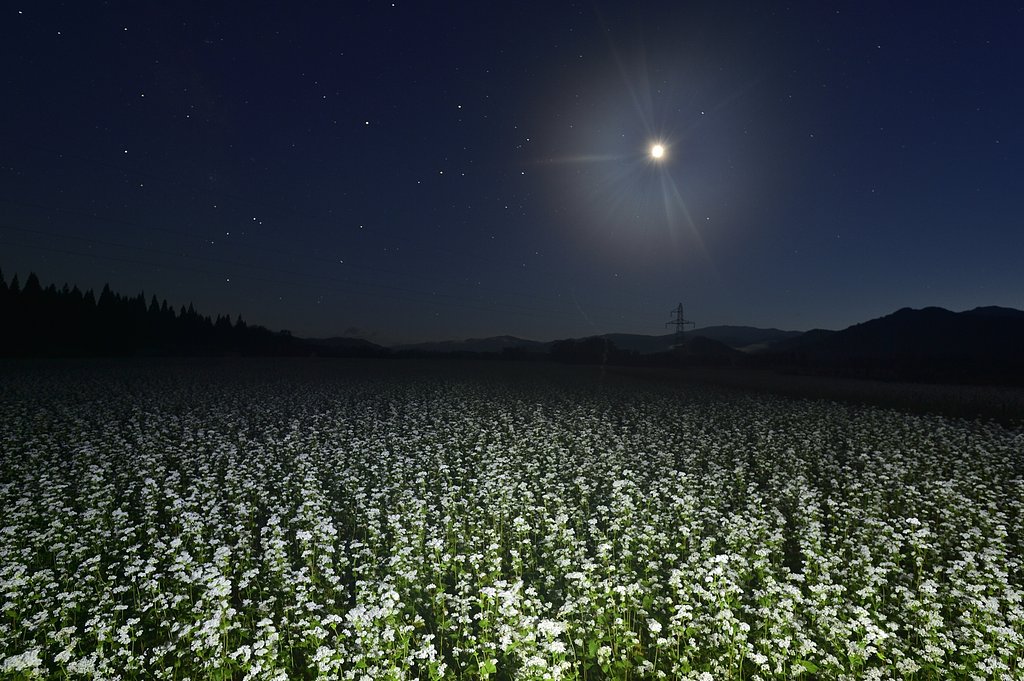 夜の蕎麦畑