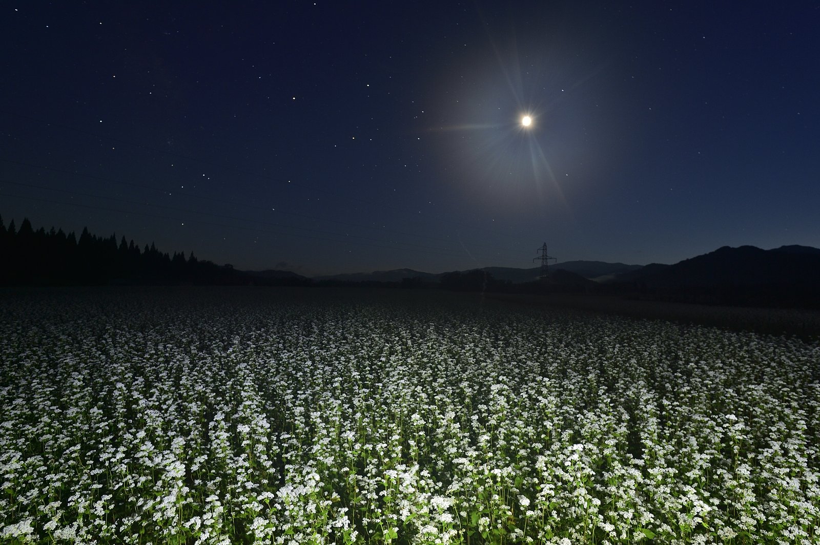 夜の蕎麦畑
