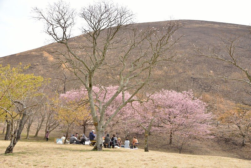 お花見