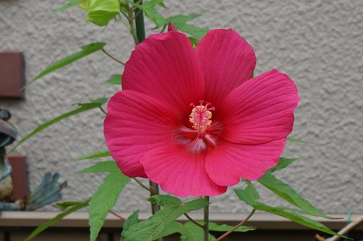 アメリカ芙蓉