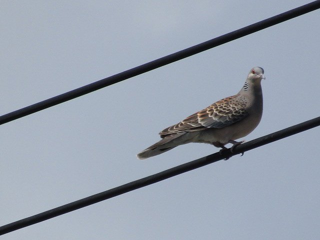 ぽっぽっぽっ鳩ポッポ
