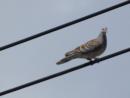 ぽっぽっぽっ鳩ポッポ