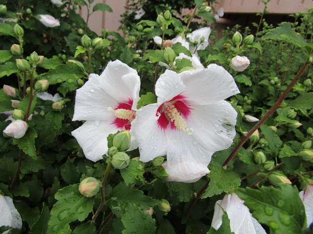 季節の花を見てください