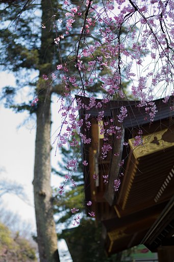 SUMMILUX-M 50mm F1.4 ASPH