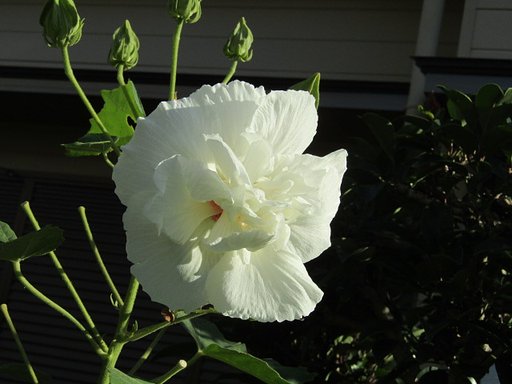 高砂芙蓉が鮮やかです