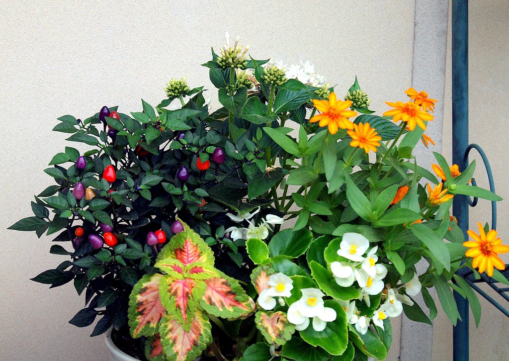 寄せ植え