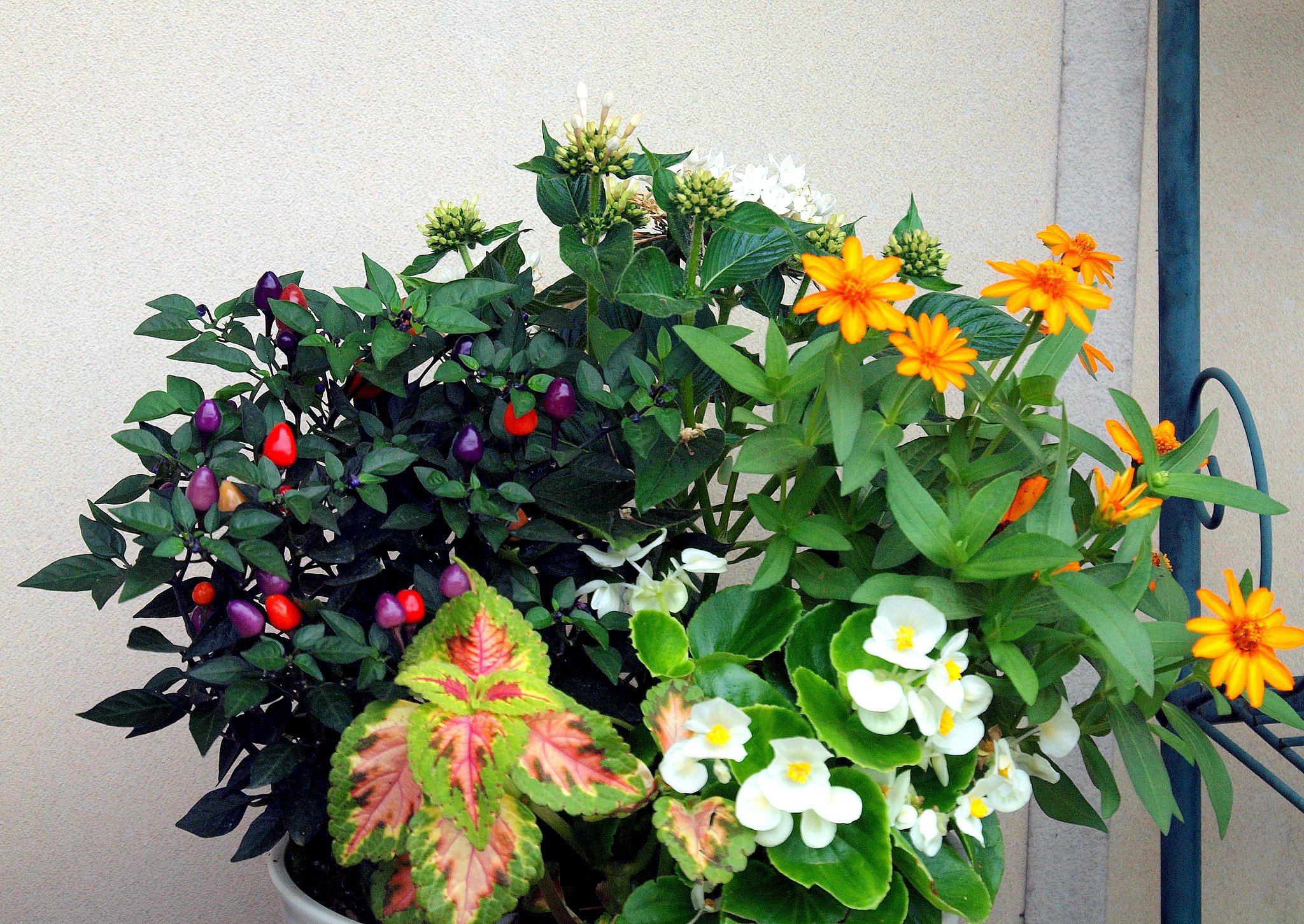 寄せ植え