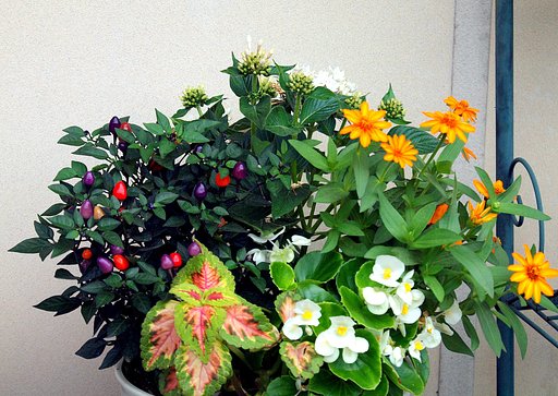 寄せ植え
