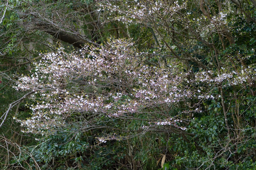 早咲きの山桜！