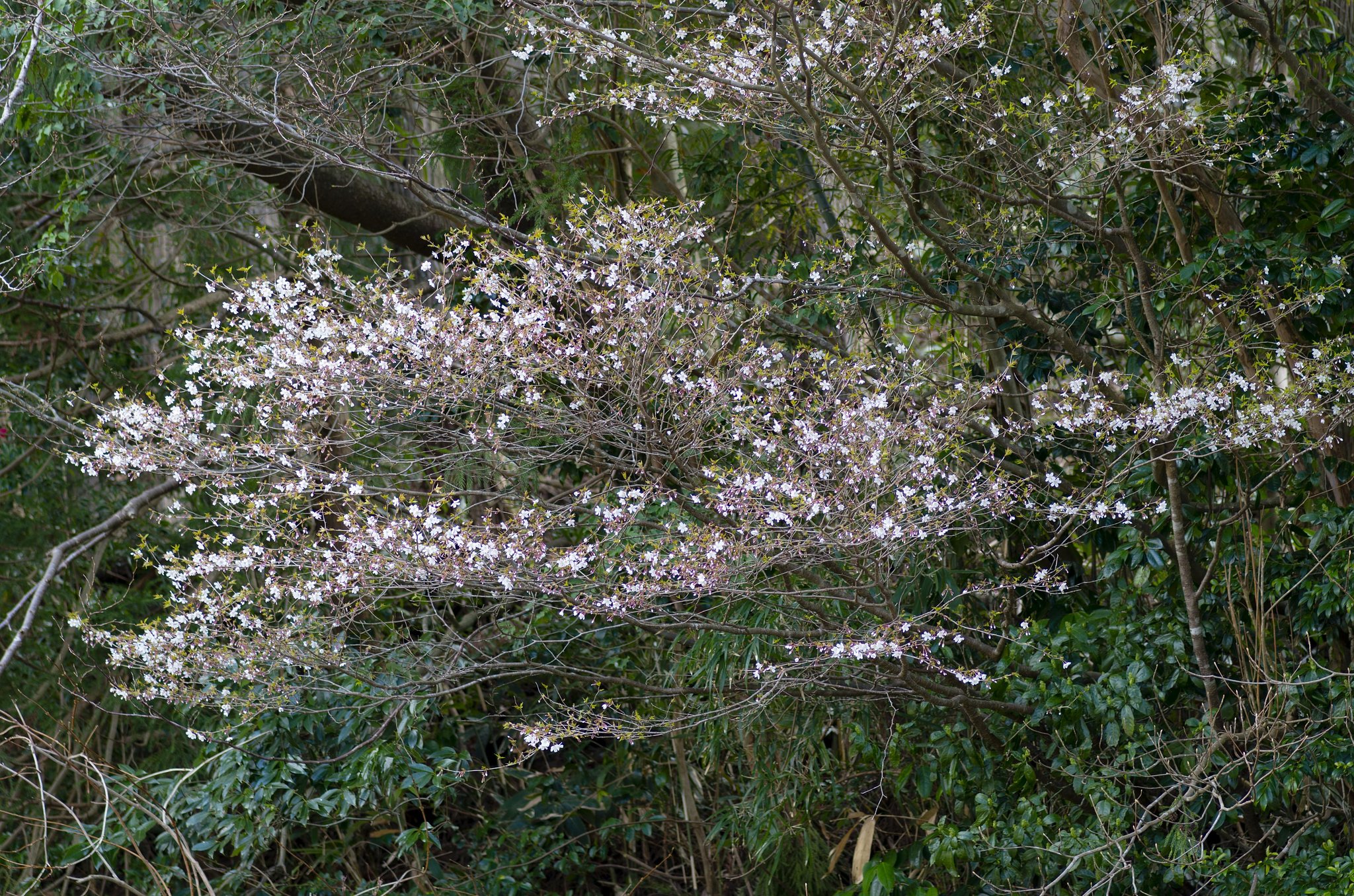 早咲きの山桜！