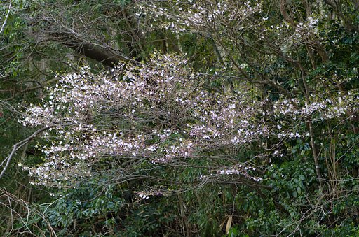 早咲きの山桜！