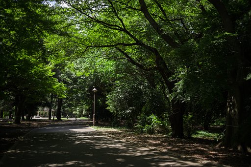 夏の日差し