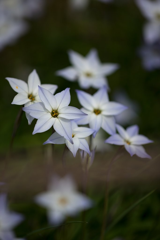 EF180mm F3.5 L MACRO