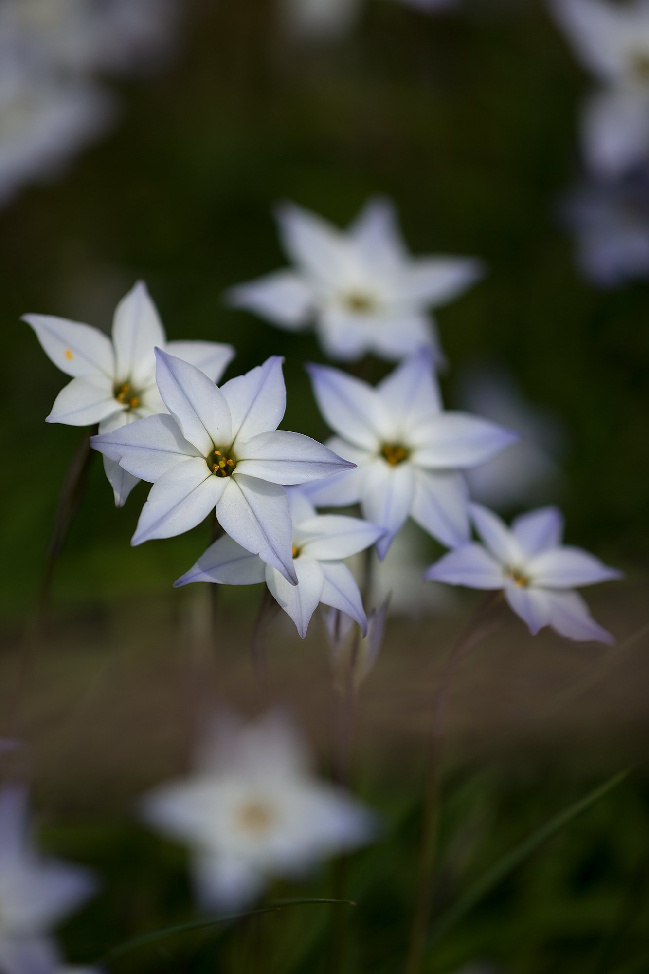 EF180mm F3.5 L MACRO