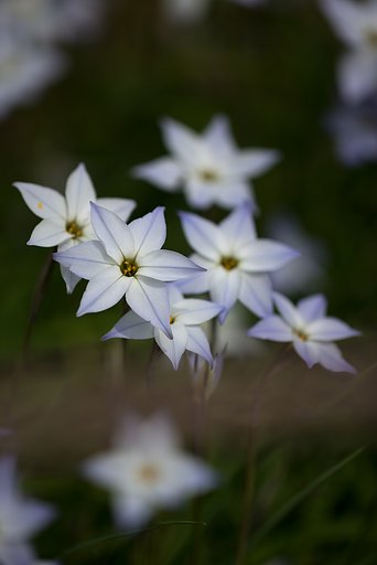 EF180mm F3.5 L MACRO