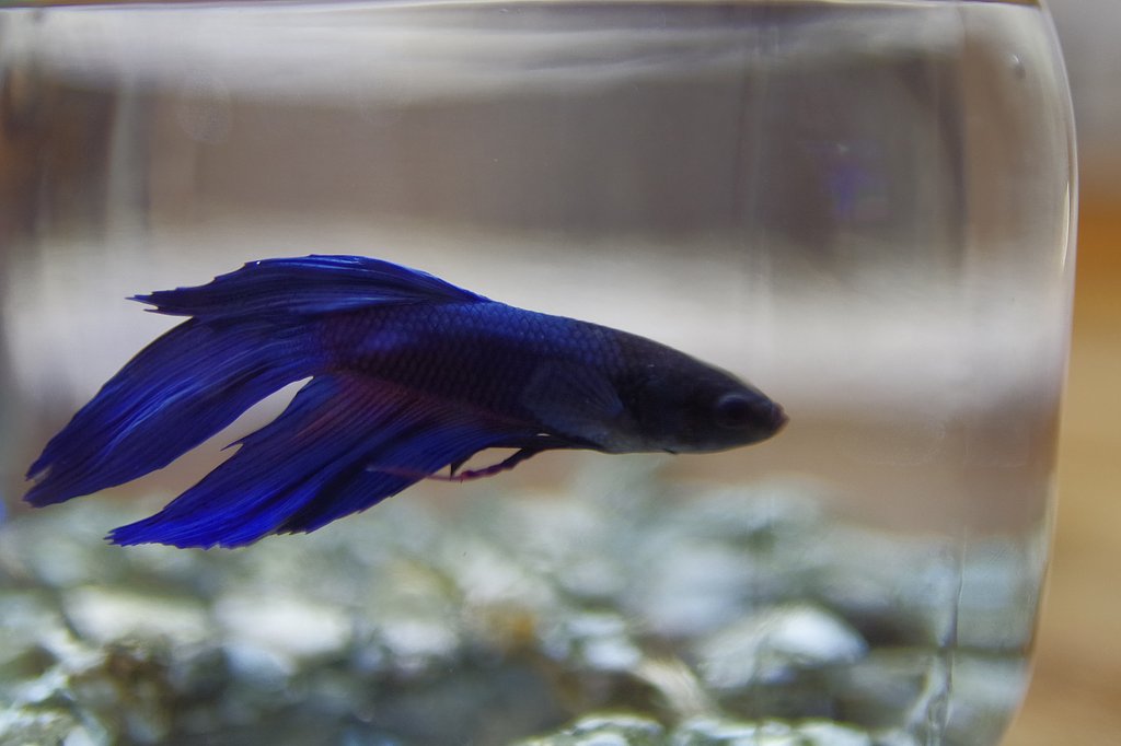 新しいペット