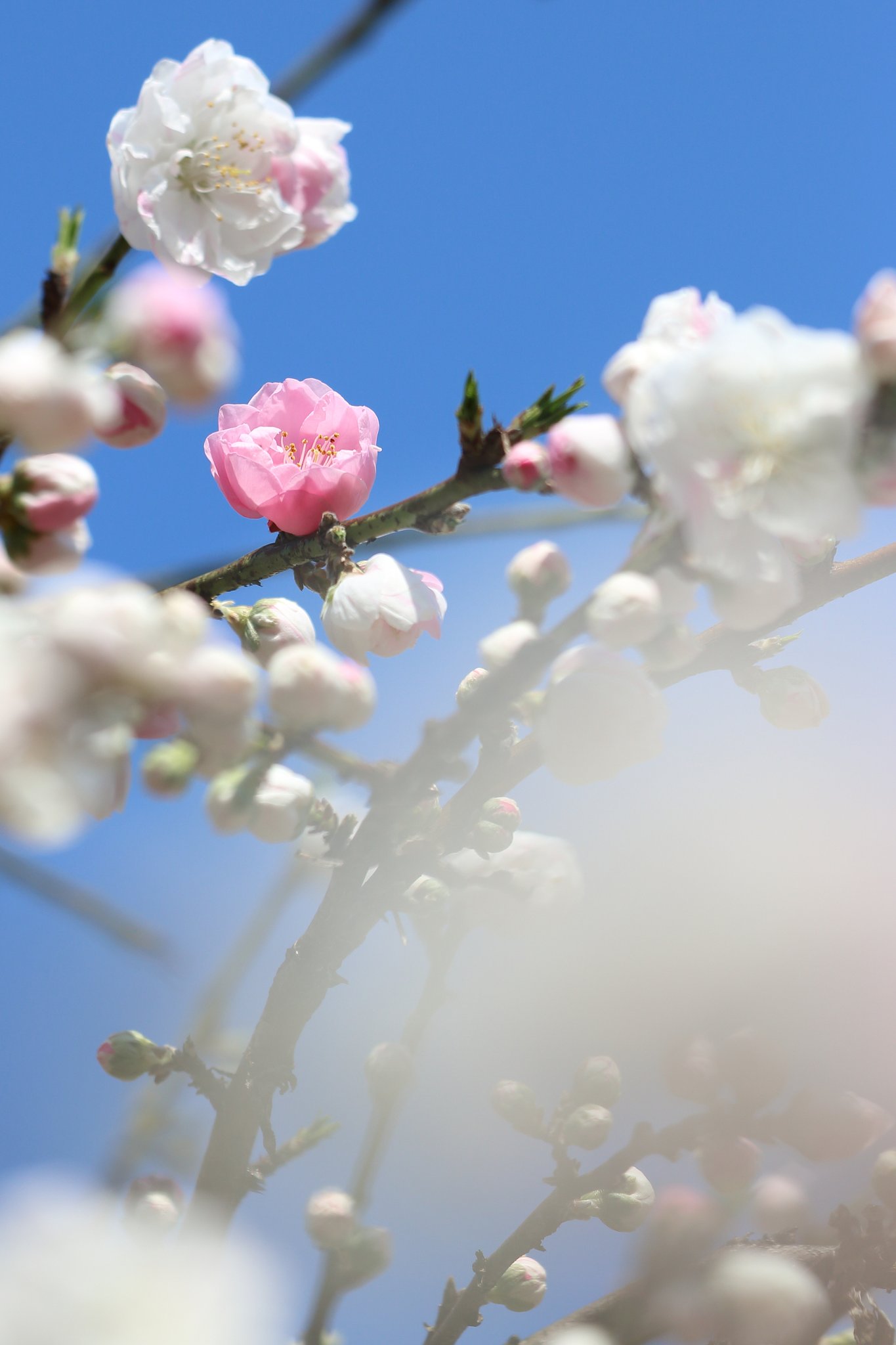 源平枝垂れ桃開花
